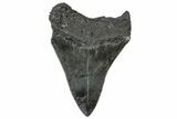 Serrated, Fossil Megalodon Tooth - South Carolina #306262-1